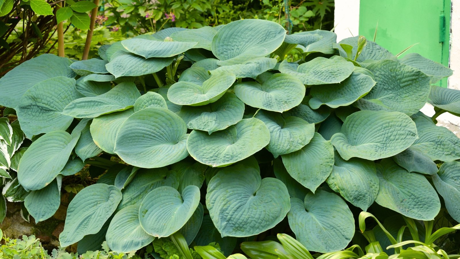 The Empress Wu hosta showcases immense, deeply veined, and textured green leaves with a bold, tropical presence in the garden.