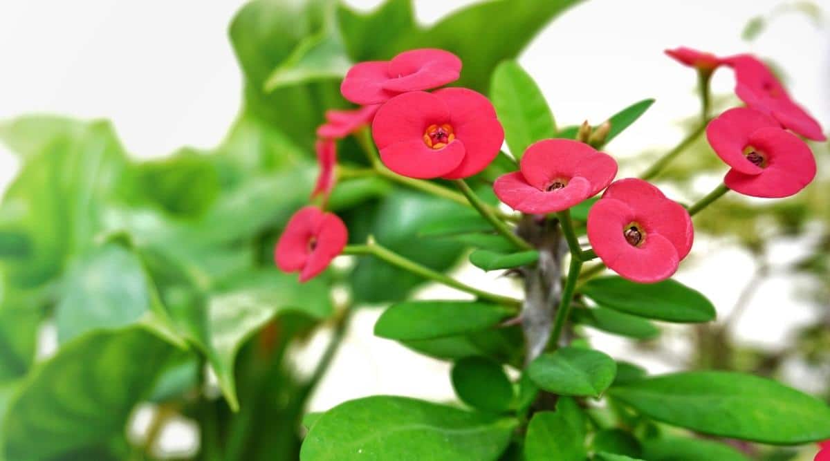 Crown of Thorns