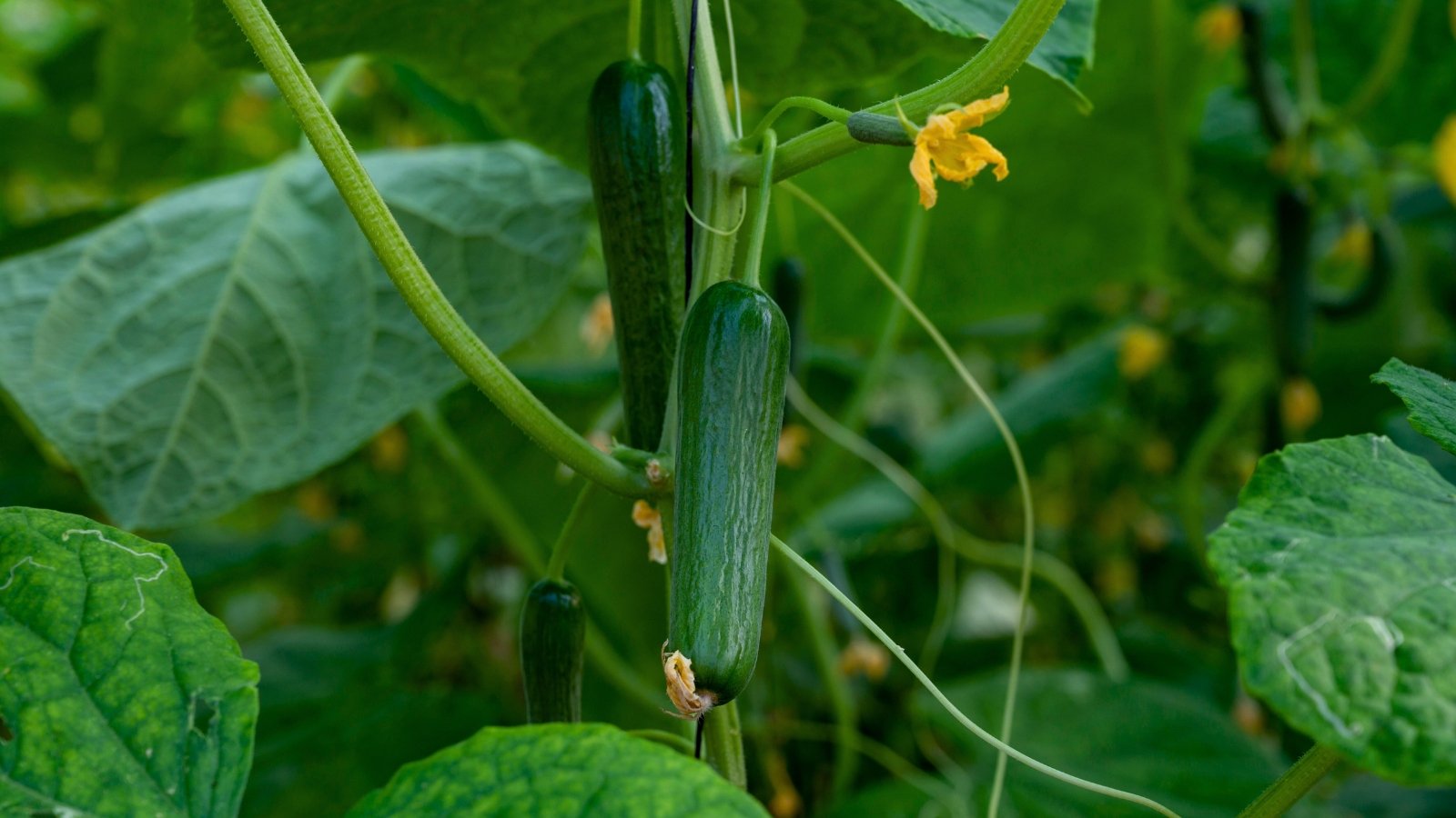 Close-up of a cucumber plant which is characterized by its sprawling vines, broad, palmate leaves, and elongated, smooth-skinned fruits with crisp flesh.