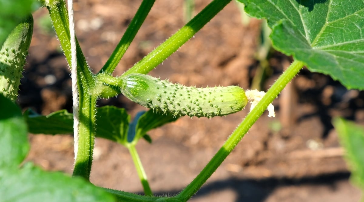 Close-up of a ripe cucumber fruit in a sunny garden. Cucumbers (Cucumis sativus) are climbing annual plants from the Cucurbitaceae family. The plant has long weaving hairy stems. Cucumber leaves are large, rough, and palmate, which means they have several hand-shaped lobes. Cucumber leaves are dark green in color and have a slightly hairy texture. Cucumbers produce elongated cylindrical fruits with a smooth green skin and small pimples.