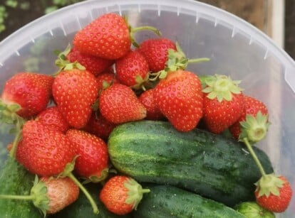 Cucumbers and Strawberries