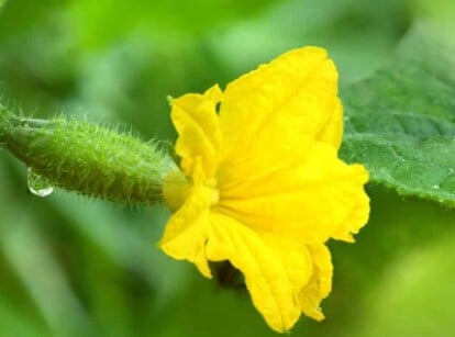 cucumbers flowering too early