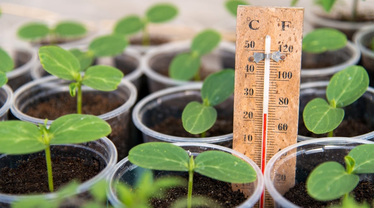 A close-up of delicate cucumber seedlings emerging from rich and dark soil in small cups, reaching for the sun's warmth. The cups sit on a greenhouse shelf, with a thermometer nestled nearby to monitor the vital temperature of these young plants. 
