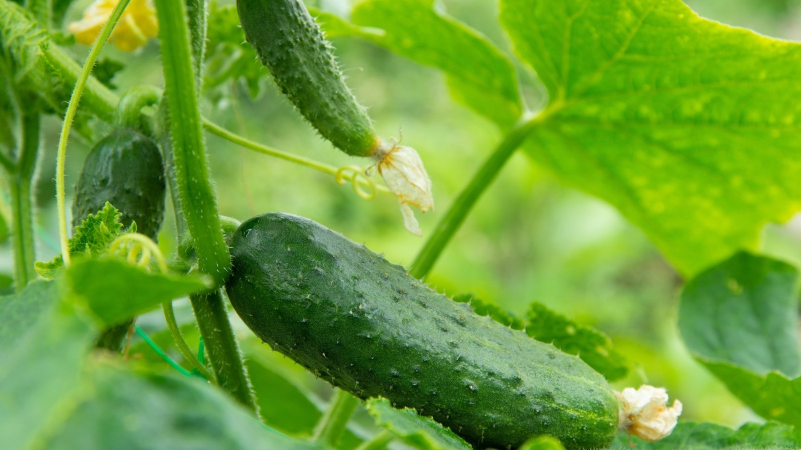 Cucumber features large, broad leaves and vine-like stems, producing cylindrical fruits with a refreshing, crunchy texture and dark green pimpled skin.