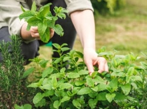 Closeup of a gardener woman harvesting culinary herbs in the garden. Rosemary and lemon balm grow in the garden bed. The girl picks fresh lemon balm. Melissa is a perennial herb with bright green, heart-shaped leaves that emit a lemony scent. Rosemary is an evergreen shrub with needle-like, aromatic leaves that are dark green on top and silvery underneath.