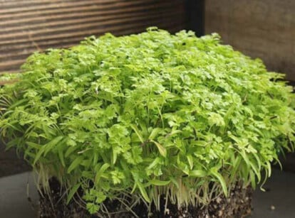 Curled chervil microgreens