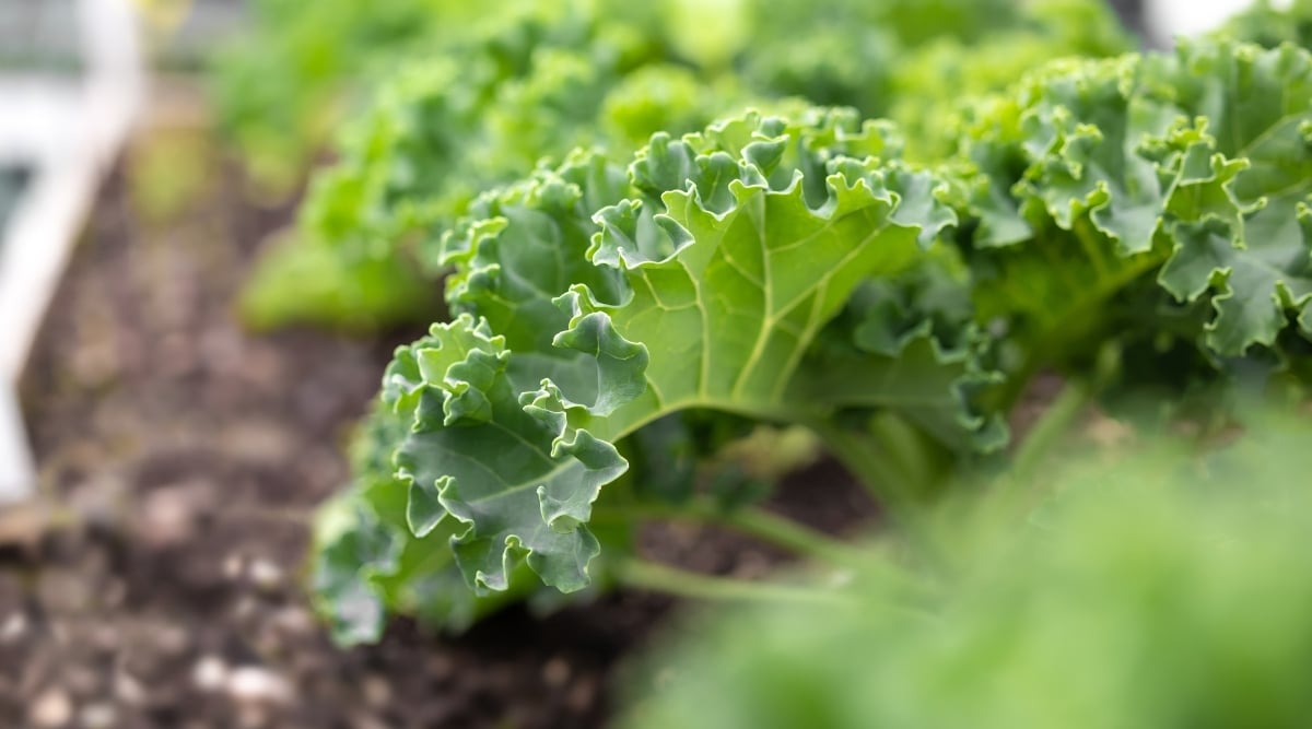 Sunlight glistens on the intricate folds of a deep emerald curly kale leaf, its ruffled edges curling like tiny ocean waves. Nestled in a weathered wooden planter, the leaf takes center stage, a vibrant contrast to the softly blurred backdrop of earthy soil and leafy companions.
