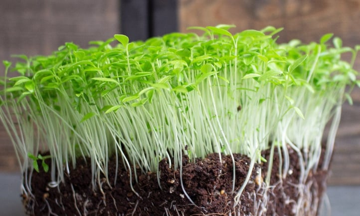 Curly leaf parsley microgreens