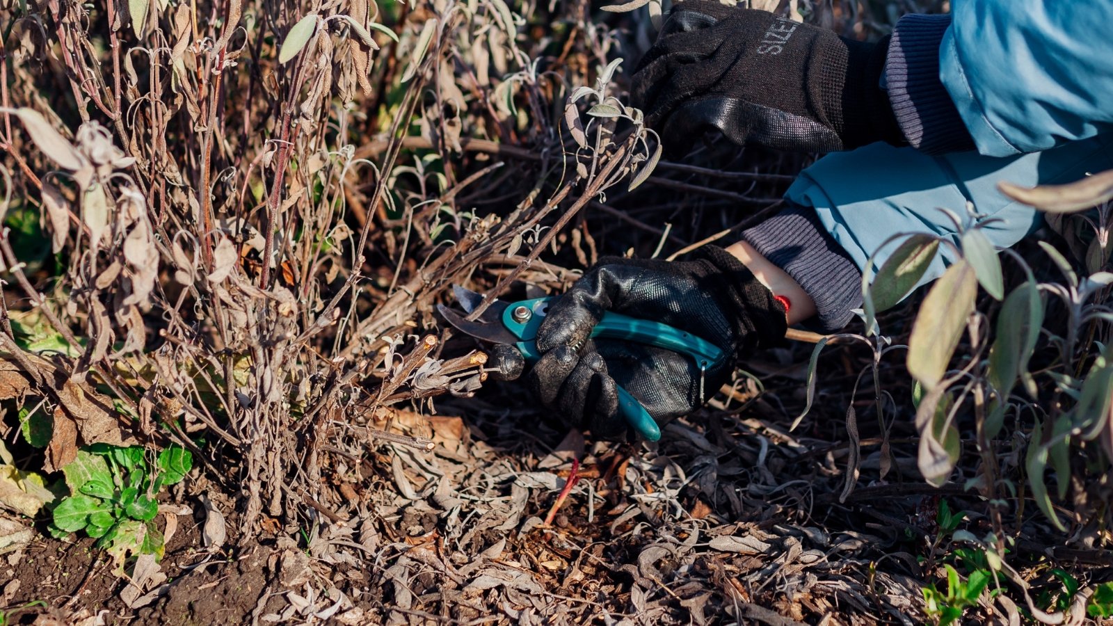 Close-up of a gardener pruning back a wilted and withered sage plant in the garden using blue pruning shears.