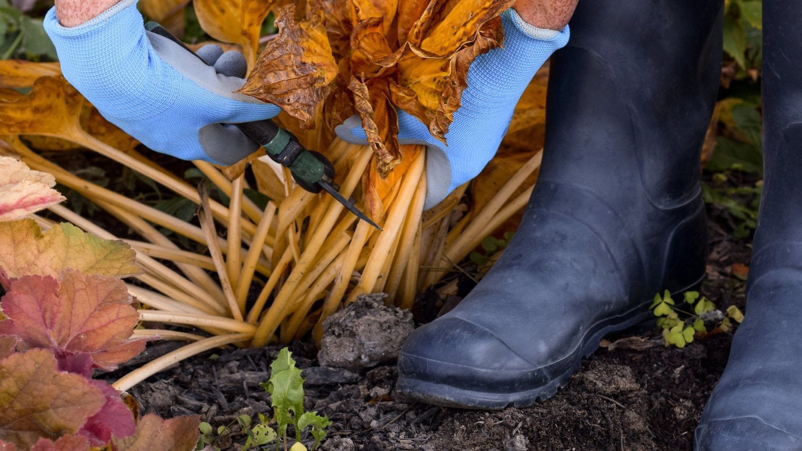 Close-up of a gardener in black rubber boots cutting down a hosta plant with wilted orange stems and leaves in an autumn garden.