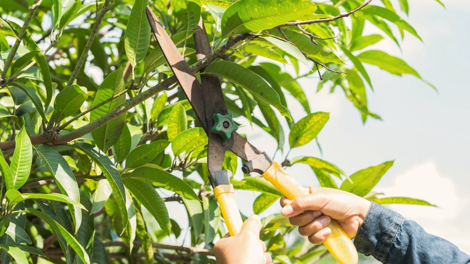 Close-up of a gardener pruning the branches of a mango tree with large garden pruners in a sunny garden against a blue sky.