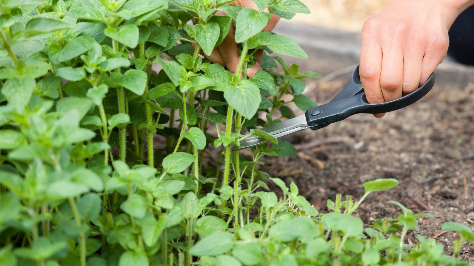 Close-up of a gardener trimming oregano stems in a sunny garden using black garden shears.