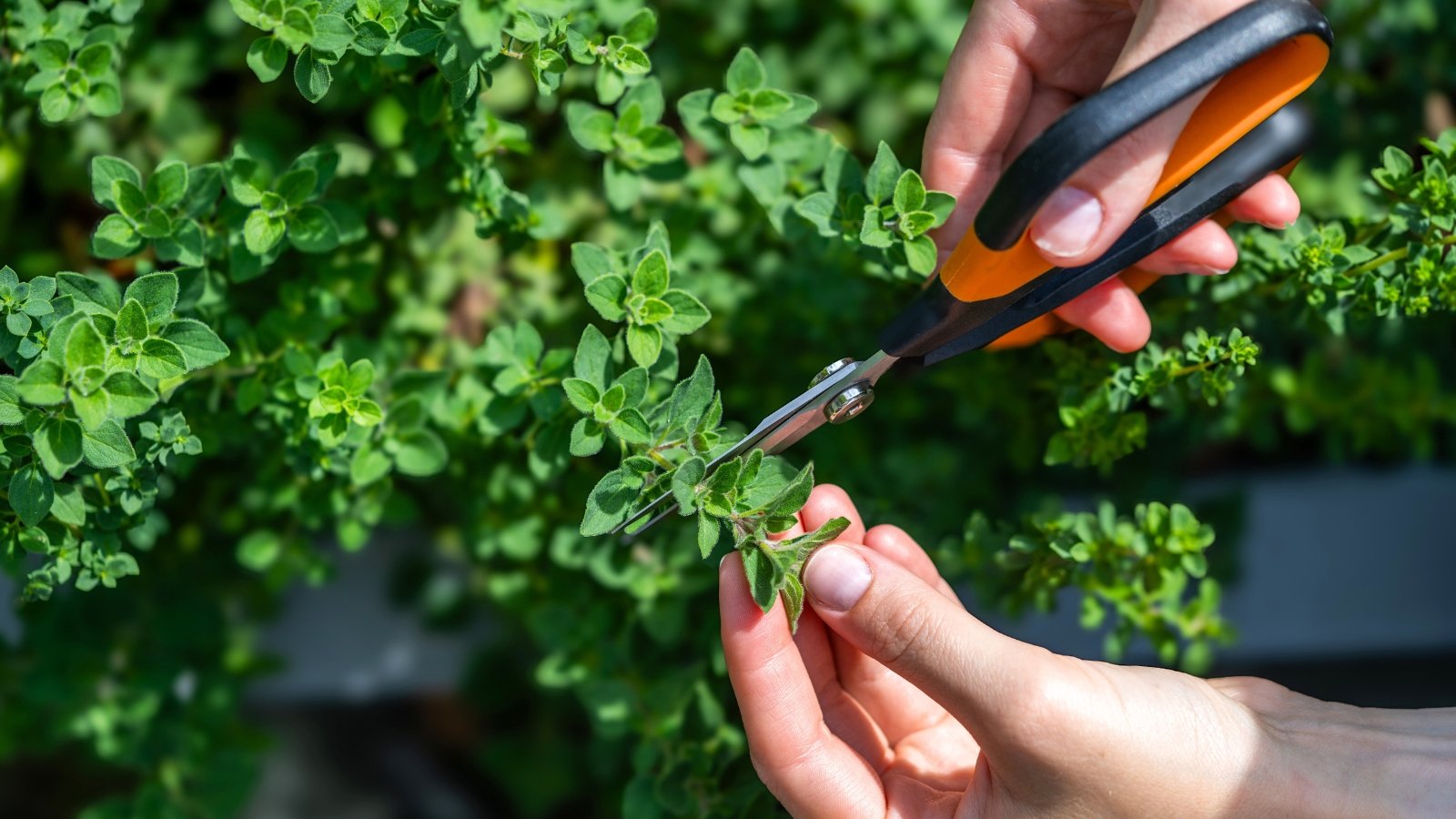 Close-up of female hands pruning oregano cuttings in a sunny garden using black and orange scissors.