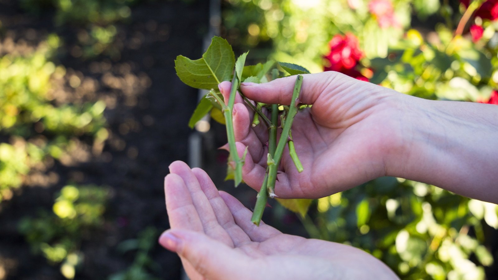 Close-up of a woman's hands holding rose cuttings, which are short, thorn-covered stems with several pairs of oval, jagged leaves.