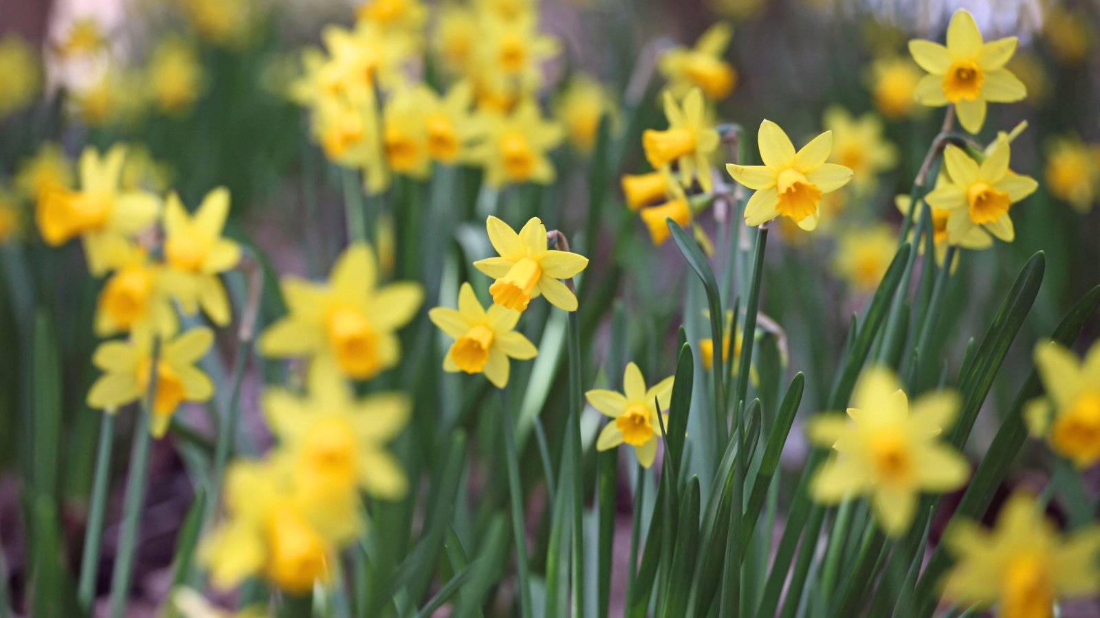 Close-up of blooming Daffodils in a garden against a blurred background. Daffodils boast sturdy, upright stems crowned with bright green, strap-shaped leaves. Each flower features a trumpet-shaped corona surrounded by six petals, known as the perianth, which are bright yellow.