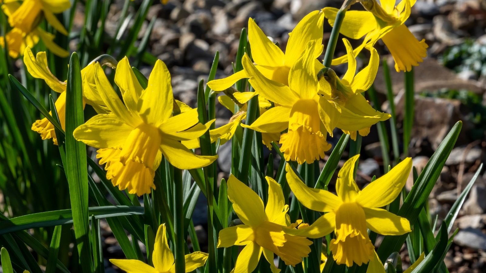 A close-up of February Gold daffodil variety reveals delicate golden petals with vibrant yellow coronas. The flowers of February Gold bloom in clusters, adding a cheerful ambiance to any garden space. Surrounding the blossoms, slender green leaves gracefully arch, providing an elegant backdrop.