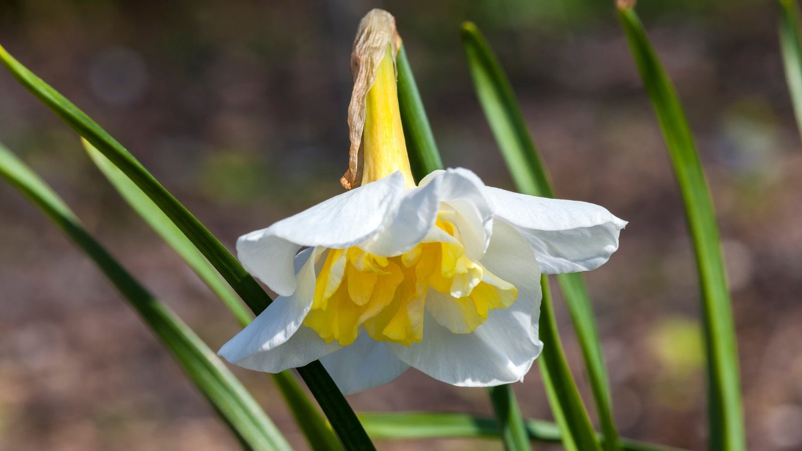 A close-up of the Lemon Beauty daffodil showcases a central trumpet in lemon-yellow, surrounded by pristine white petals with gently ruffled edges. Its slender leaves emerge from the base, elongated and glossy, offering a verdant complement to the luminous blooms, with a slight arch adding grace to their posture.