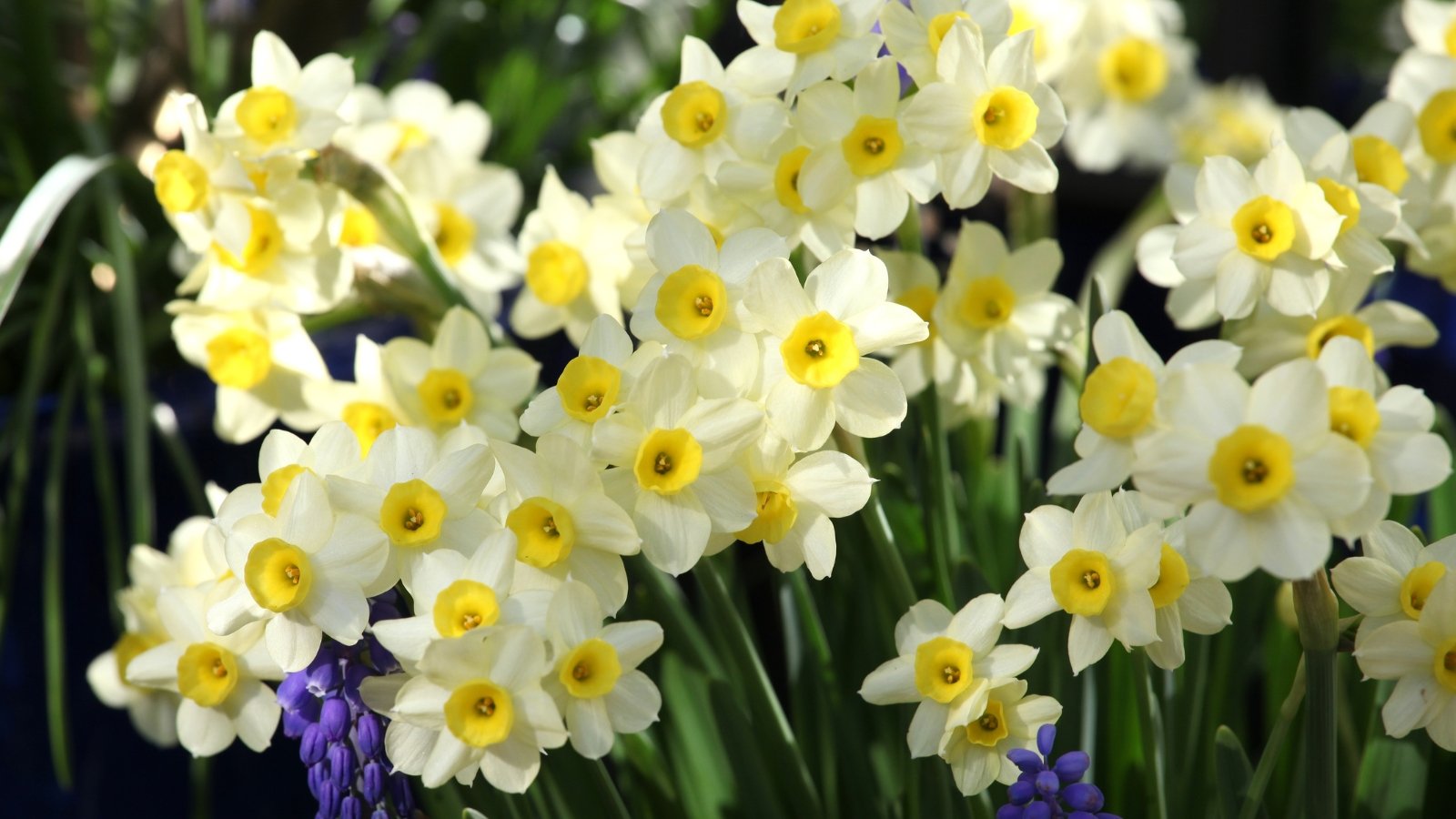 A close-up of Minnow daffodils showcase delicate, creamy-white blossoms, each with a hint of lemon at its core. Their petals form a gentle embrace around the central trumpet. Amongst them, slender leaves fan out, adding a touch of elegance to the garden scene.