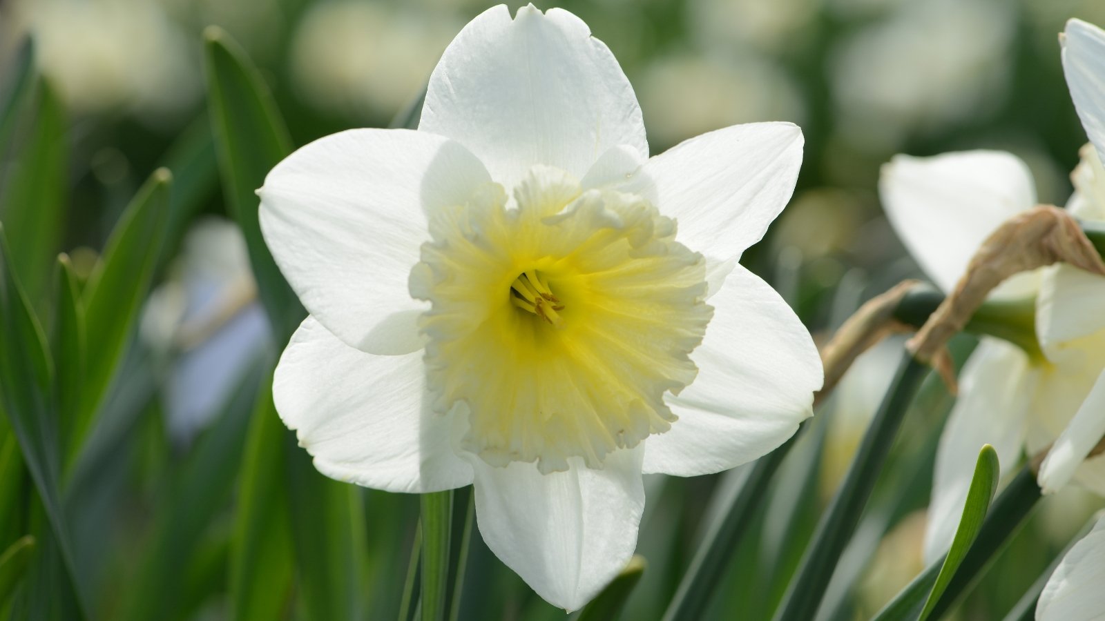 A close-up exhibits Ice Follies daffodil featuring soft white petals with a striking yellow trumpet center. Surrounding the flower are glossy green leaves, adding depth and contrast to its beauty. This daffodil variety epitomizes the purity and grace of springtime blooms.