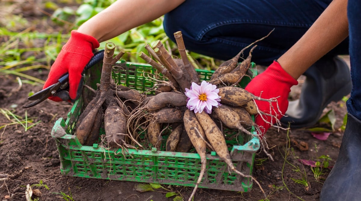 Close-up of a female gardener holding a green crate full of dahlia tubers, in the garden. The gardener is wearing gray boots, blue jeans and red gloves. In one hand he holds black pruning shears. Dahlia tubers are irregularly shaped, with thick, fleshy, and segmented roots. Their exterior varies in color from light beige to dark brown.