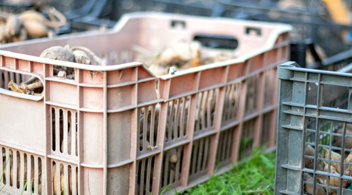 Close-up of plastic crates full of dahlia tubers in the garden. Plastic crates in black and soft pink colors. Dahlia tubers are irregular, elongated structures, resembling clusters of interconnected, finger-like projections.