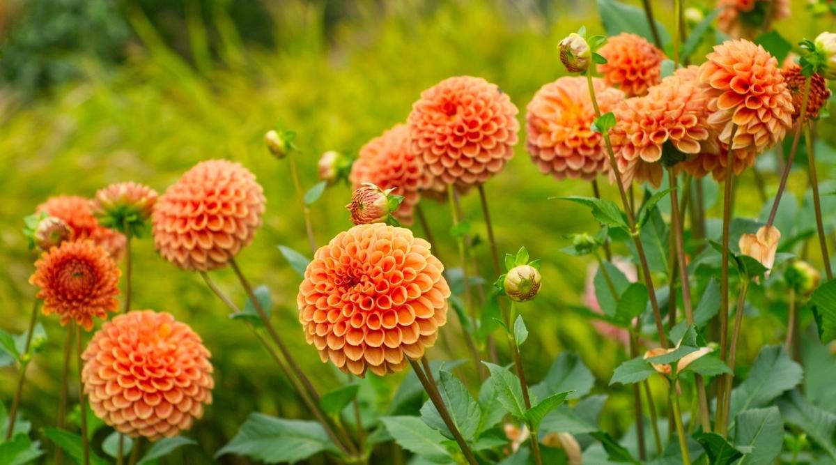 Dahlias