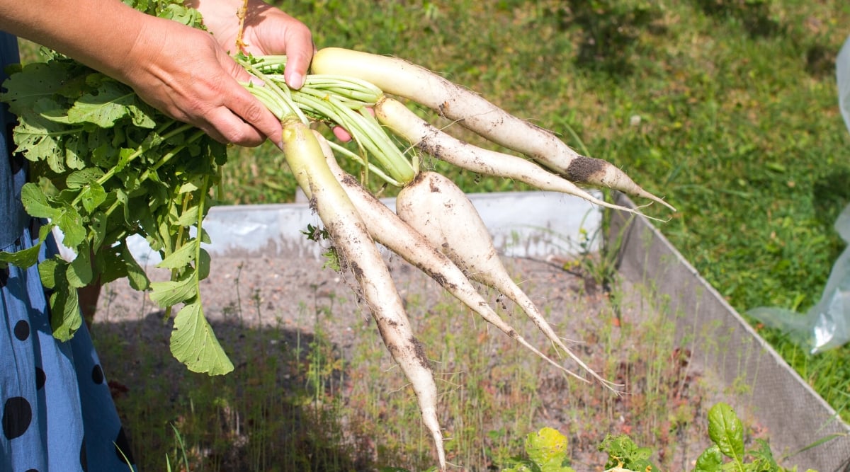 Close-up of female hands holding a freshly picked bunch of Daikon Long White radishes in a sunny garden. Daikon Long White radish is a large oblong radish with white flesh and skin. The leaves are large, long, oval, dark green in color and slightly wrinkled in appearance.