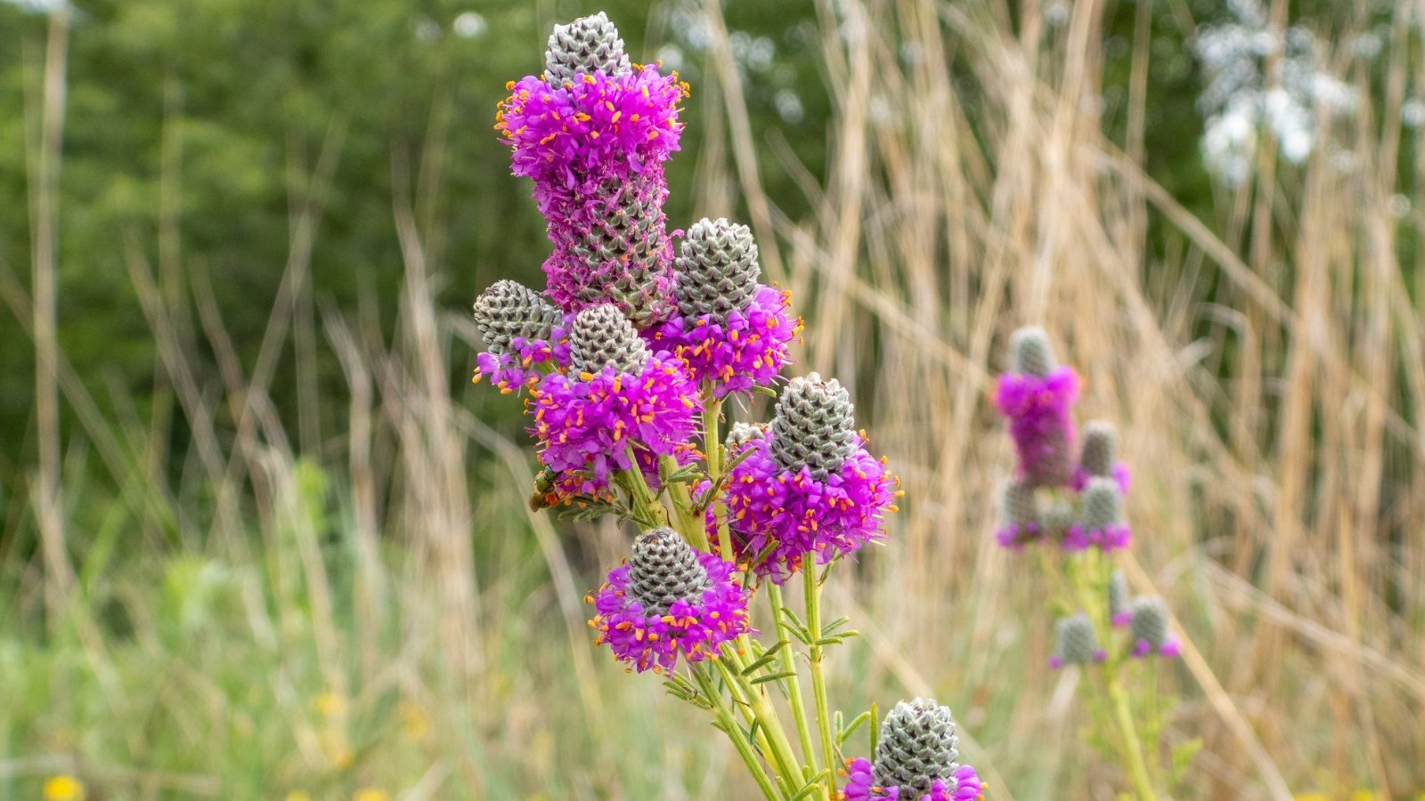The plant features slender, upright stems topped with dense, rounded clusters of vibrant purple flowers and small, feathery green leaves.