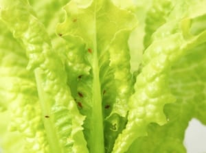 Close-up of a yellow-green Lactuca sativa leaf with curled edges and visible pest damage.