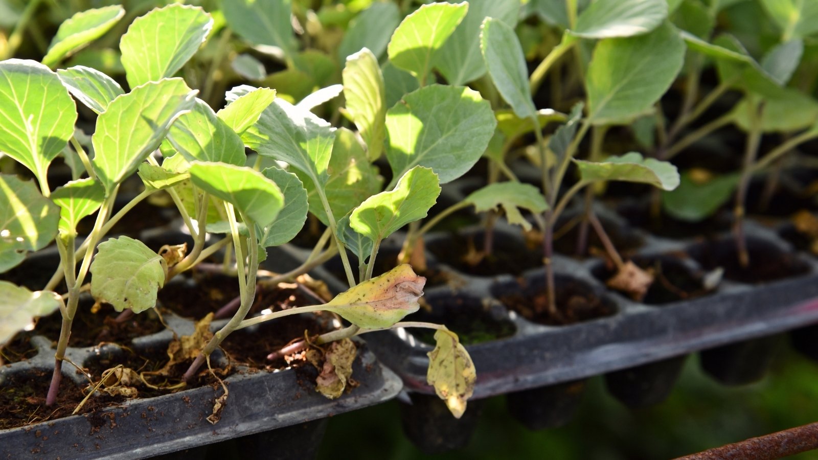 Close-up of a seed tray with young cabbage seedlings showing signs of damping off, with wilting, discolored stems and weakened growth.