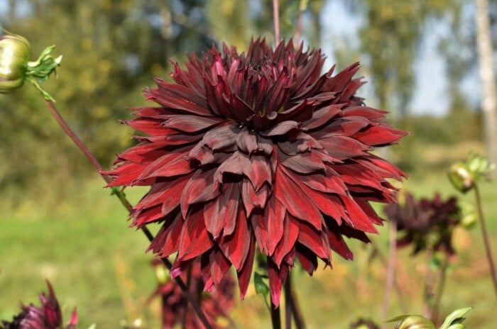 Dark Crimson Red Perennial Dahlia Growing in Garden