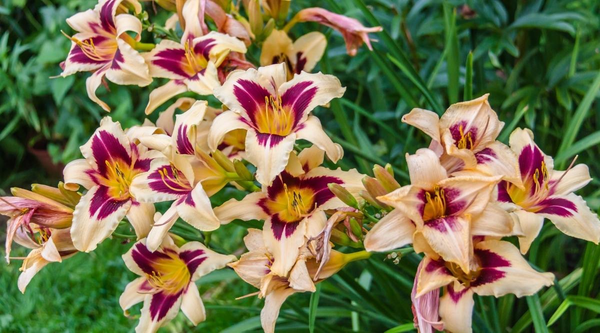 Day Lily