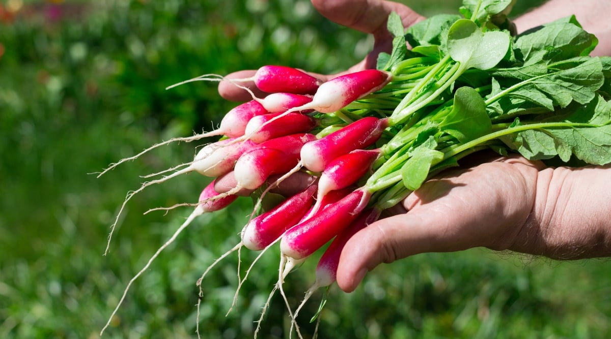 A close-up of a gardener's hands holding a bunch of freshly picked De 18 Jours radishes in a sunny garden, against a green lawn blurred background. De 18 Jours is a French heirloom variety that produces small, oblong, bright red roots with white flesh.