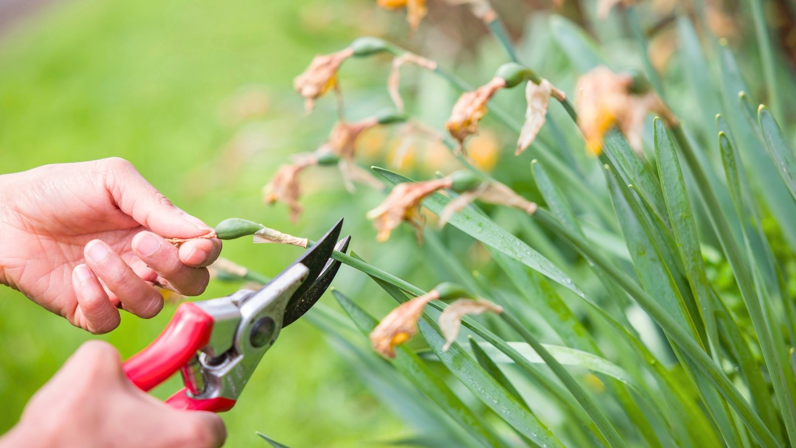 deadheading daffodils in the garden. Close-up of a woman's hands pruning faded daffodil flowers using red pruning shears. Daffodil plants present a graceful appearance with their sturdy, upright stems rising from the soil, each adorned with a cluster of vibrant green, strap-shaped leaves arranged in a tuft at the base. Atop these stems, nodding or upright blooms emerge, featuring withered buds. Their petals gradually droop, forming delicate, papery structures that gracefully bow towards the ground.