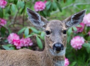 Deer in a Garden With Hydrangeas