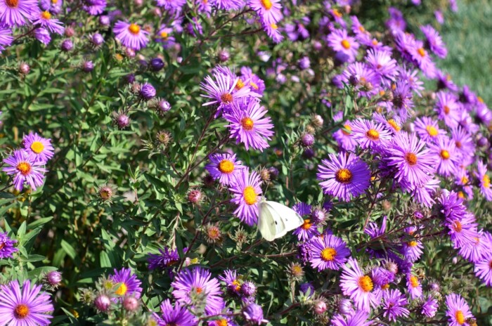 deer resistant native plants