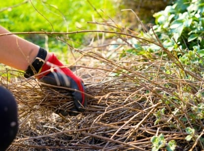 Delay spring clean up. Close-up of female hands in red gloves cleaning dry branches in a spring garden.