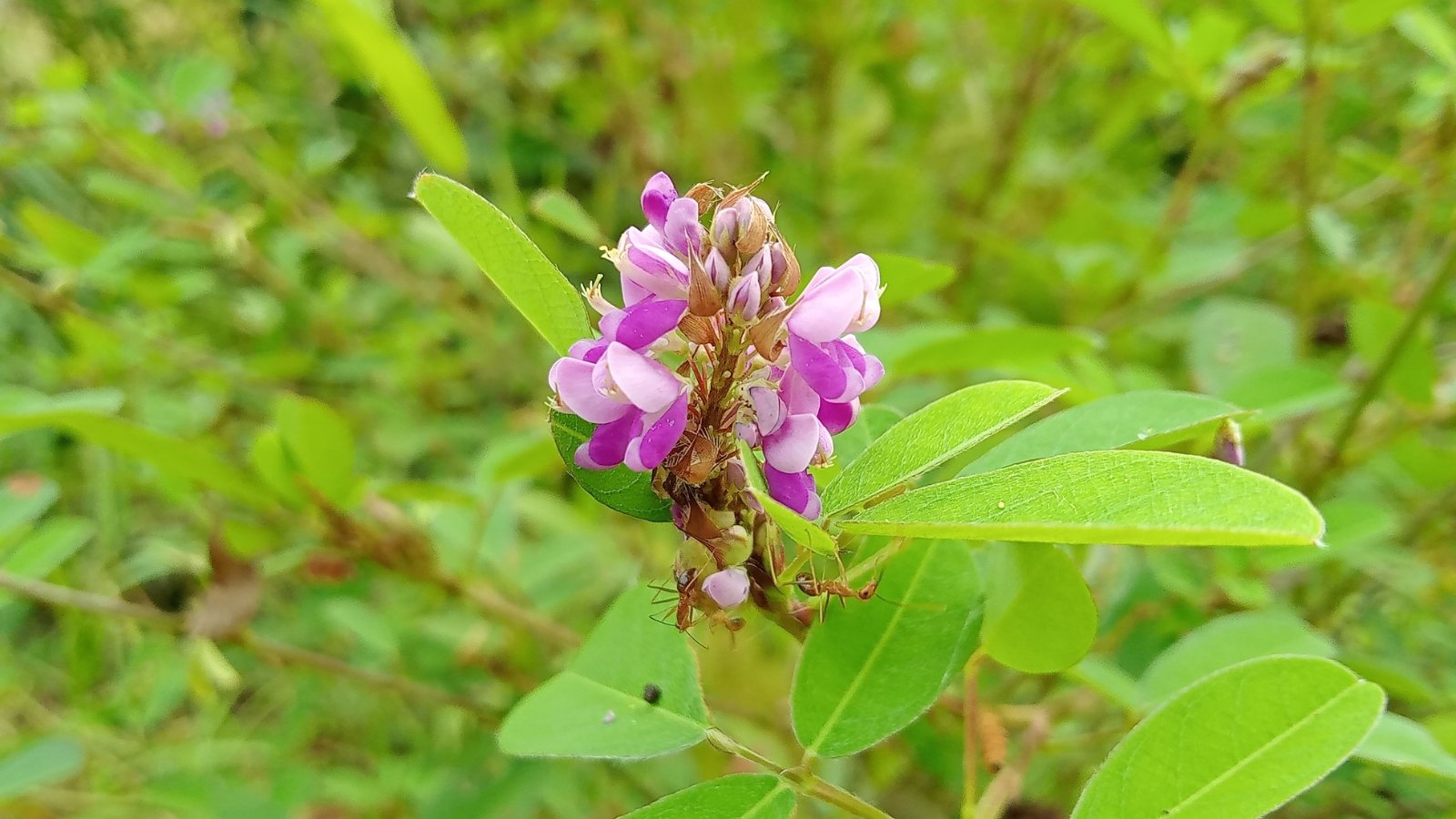 Small clusters of pinkish-purple flowers bloom on delicate, arching stems with oval green leaves in a grassy area.