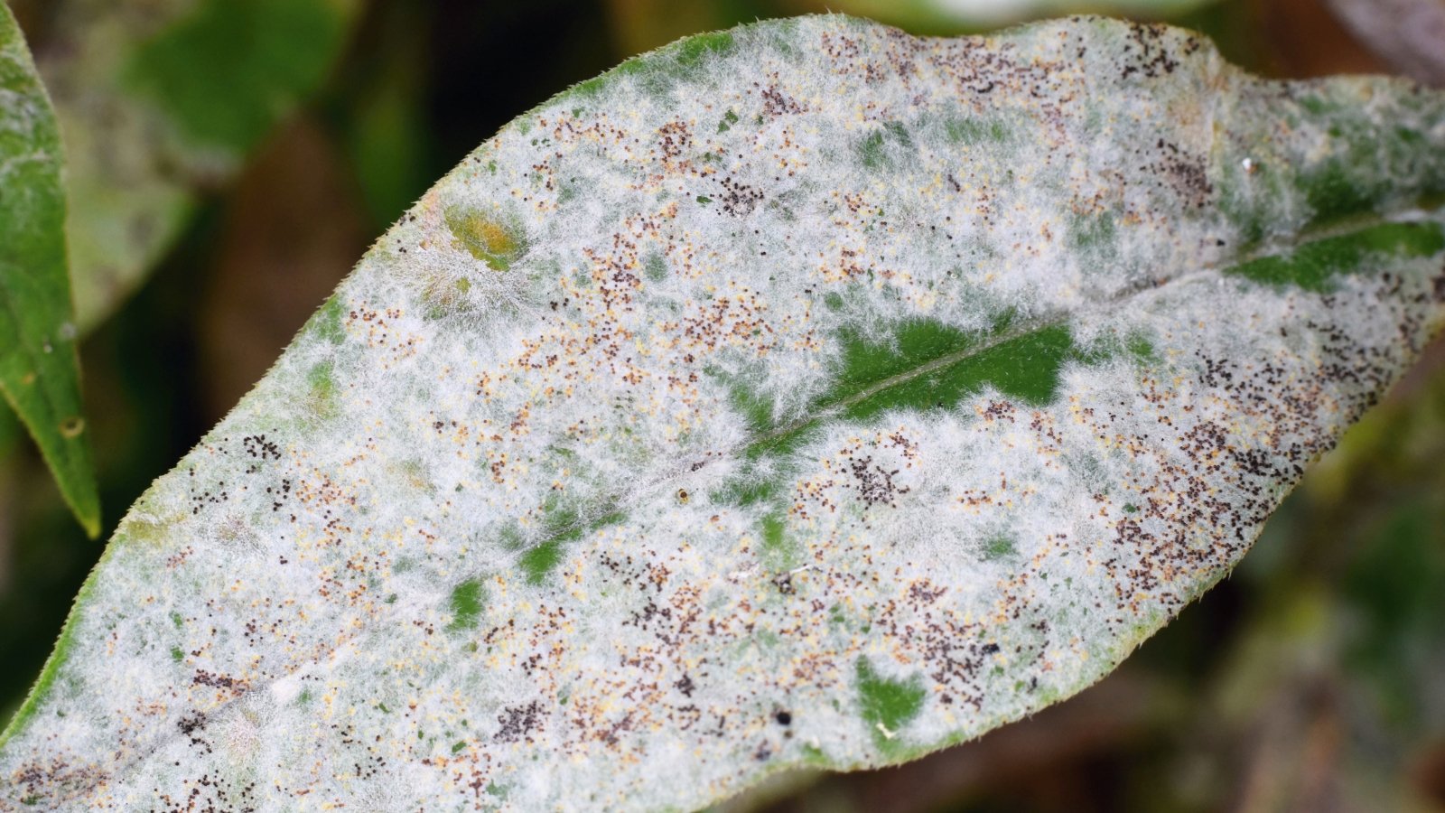 A green leaf with a delicate layer of white powder, indicating the presence of powdery mildew, a common fungal disease on plants, often causing discoloration and damage to foliage.