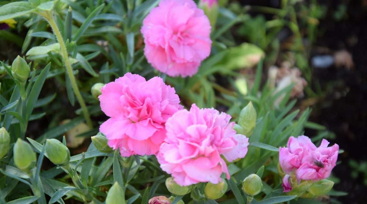 Close-up of flowering Carnation (Dianthus spp.) in the garden. These perennials form compact mounds of slender, lance-shaped leaves. The plant produces frilly and delicately layered blooms in a soft pink hue.