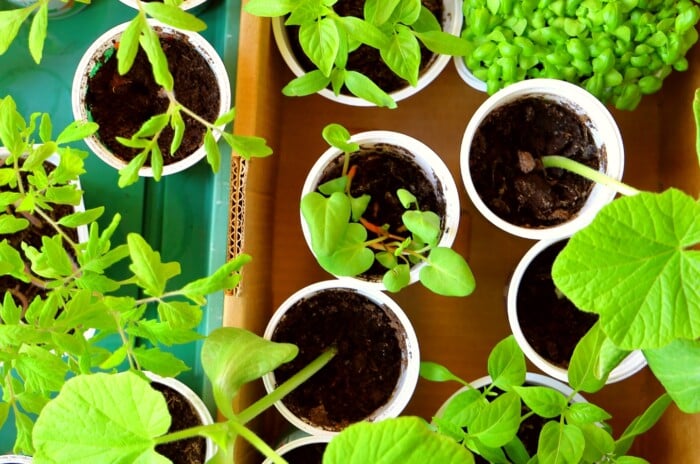 Green tray rests next to a sturdy cardboard box, both cradling young life. Within the tray and box, delicate, budding plants thrive in individual white yogurt pots, their leaves reaching out toward the light.