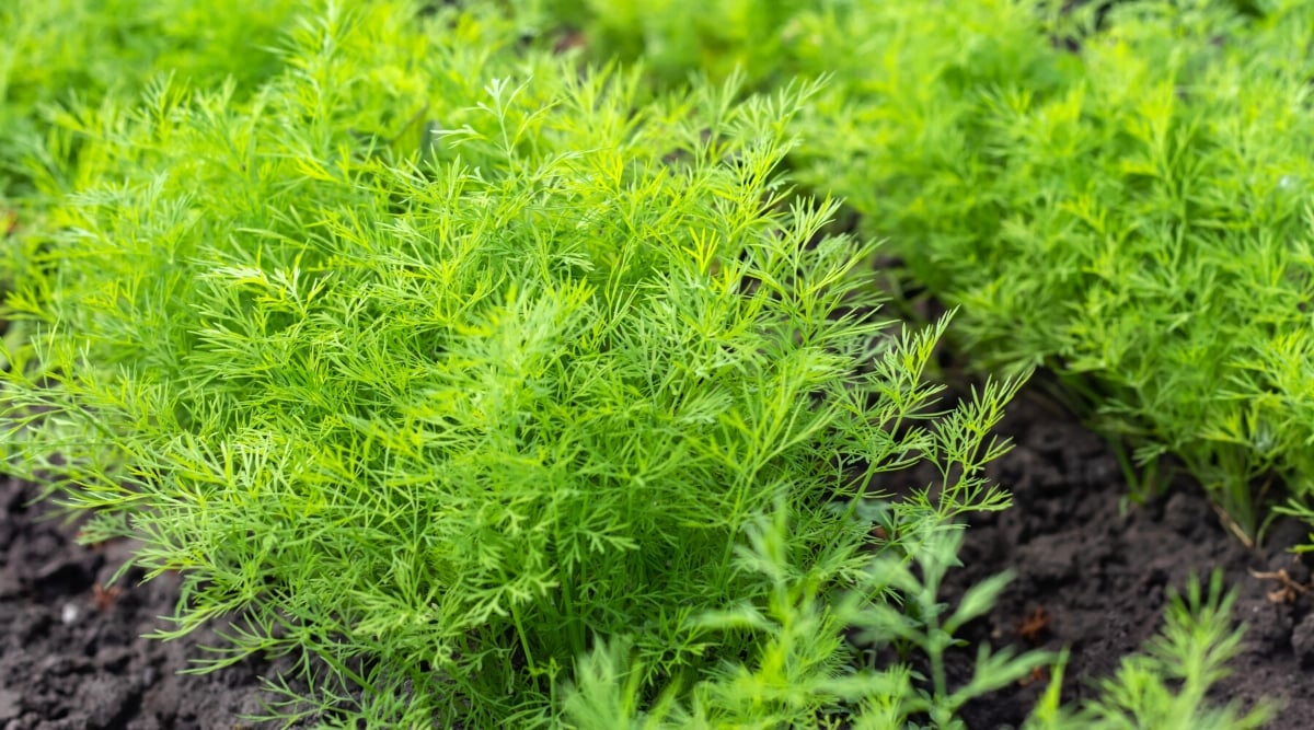 Close-up of a growing dill in the garden. It is an annual herbaceous plant with feathery and delicate leaves. The plant has thin, hollow stems that grow vertically, and the leaves are arranged in a feathery pattern. Dill leaves are bright green and finely divided into thread-like segments.