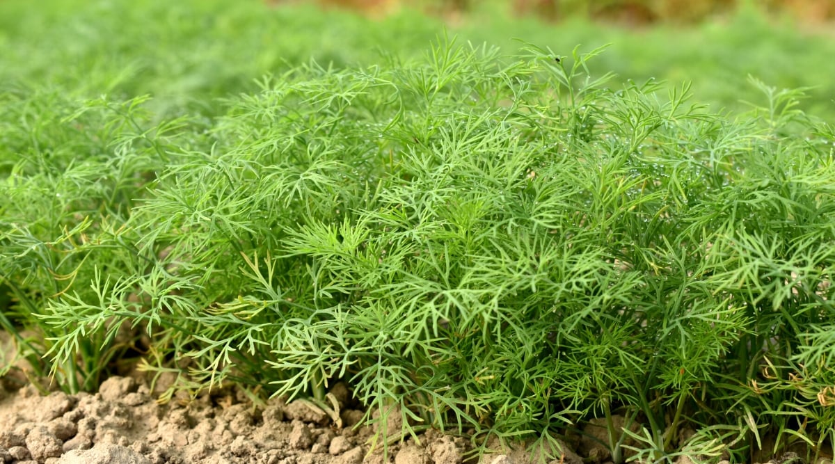 Close-up of a growing dill in the garden. Dill (Anethumgraveolens) is a herbaceous annual plant with feathery, fern-like leaves of a delicate, light green color. The leaves are divided into numerous thread-like segments, giving them a thin appearance.