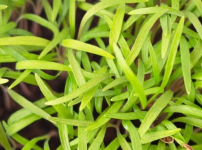 Dill microgreens