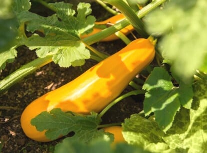 direct seed vegetables may