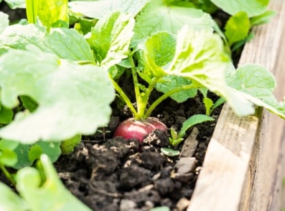 direct sow raised beds. Close-up of radish plants growing on a wooden raised bed. The radish plant showcases vibrant, green foliage with distinctive lobed leaves that form a rosette close to the soil. Below the surface, the roots develop into crisp, bulbous structures of a pinkish color. Radishes' roots exhibit a smooth texture and a rounded shape.