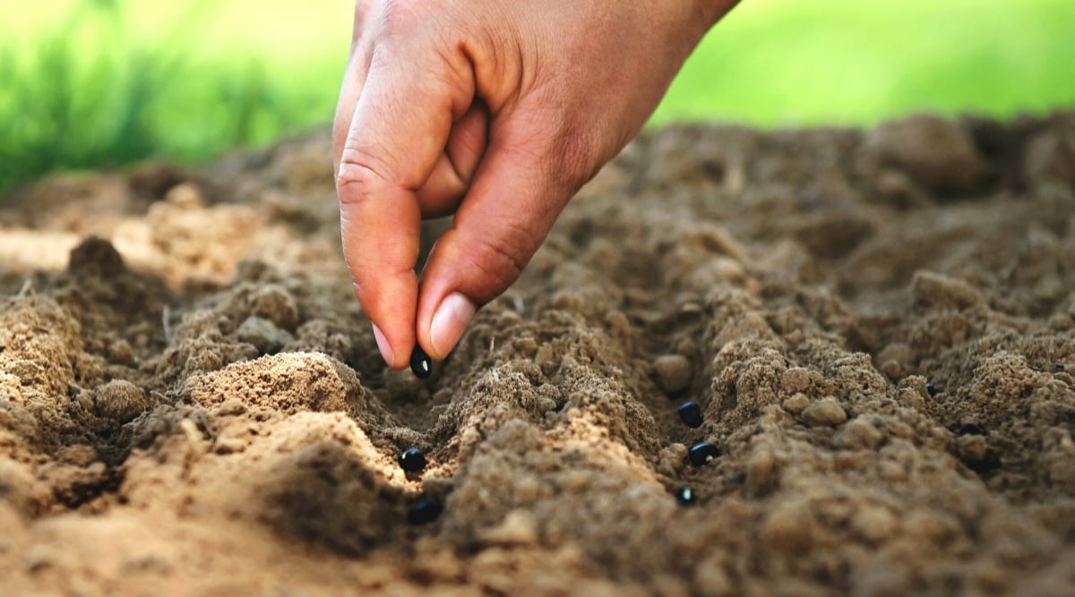 Close-up of a woman's hand planting bean seeds in a vegetable garden on a blurred green background. Seeds are hard, oval, black, glossy. The soil is light brown, loose.