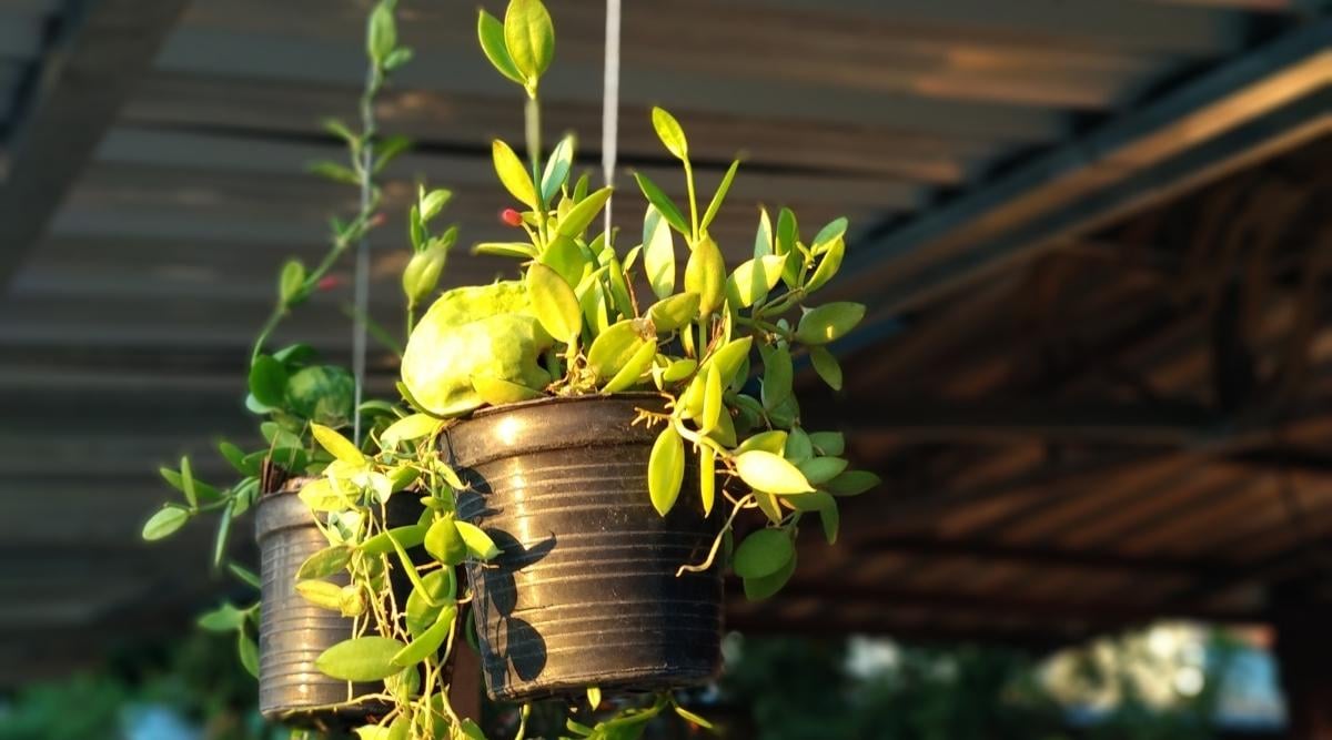 Ant Plant Planted in a Hanging Container