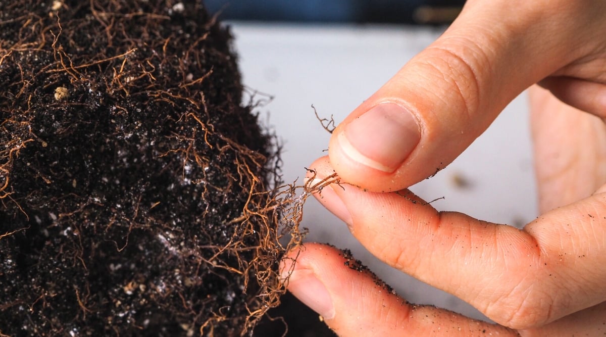 A close-up  reveals delicate fingers gently holding thin, intricate roots. The roots appear to be reaching out with determination, seeking sustenance from the fertile clump of soil they are nestled in.