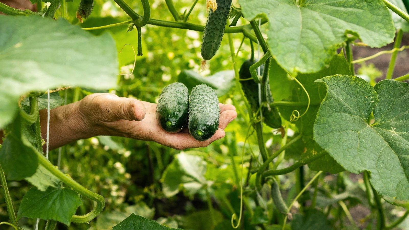 disease-resistant cucumbers. Close-up of a woman's hand with two freshly picked cucumbers against the background of cucumber plants with wide lobed leaves and elongated, cylindrical fruits of dark green color with slightly bumpy texture.